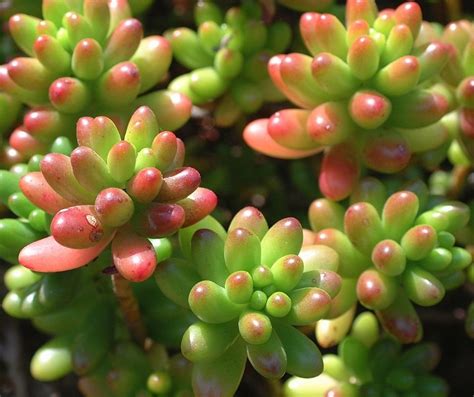 How To Grow Sedum From Seed Gardenzoo