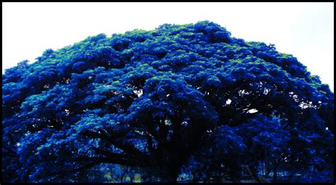 Blue Leaf By Lameindp On Deviantart