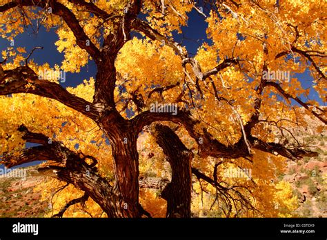 Cottonwood Tree With Fall Colors New Mexico Stock Photo Alamy