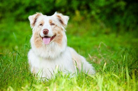 Double Merle Dogs Come With A Price Dog Training Nation