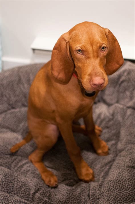 Whiskey Girl The Vizsla Puppy Puppy Stung By Wasp
