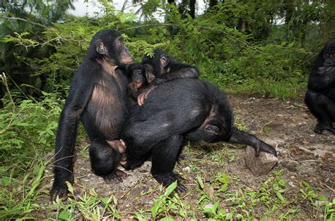 Bonobo Apes Mating Photograph By Tony Camachoscience Photo Library