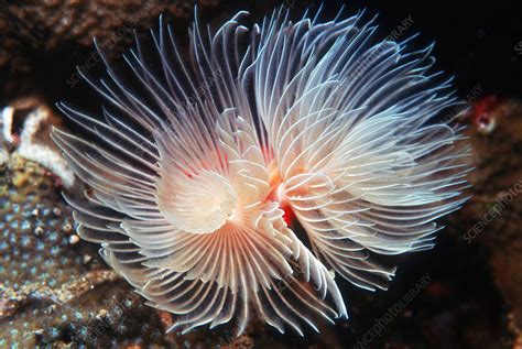 Feather Duster Worms Stock Image Z1950090 Science Photo Library