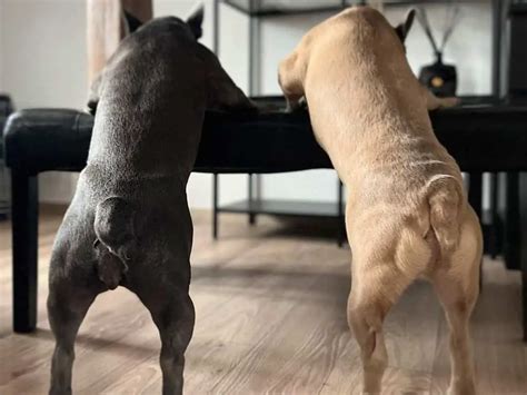 Can French Bulldogs Mate And Breed Naturally