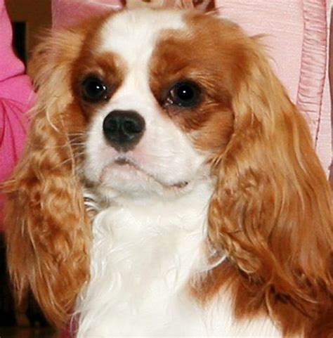My Baby S Daddy Cool Pets Cavalier King Charles Spaniel Cocker
