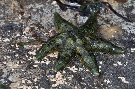 Six Armed Green Sea Star About 2 Inches Tip To Tip Flickr