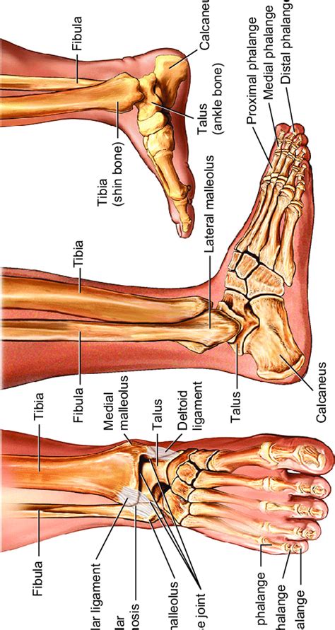 1 — Bony Anatomy Of The Foot And Ankle Download Scientific Diagram