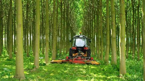 Agro Forestry Plantations With The Fastest Growing Tree Worldwide With