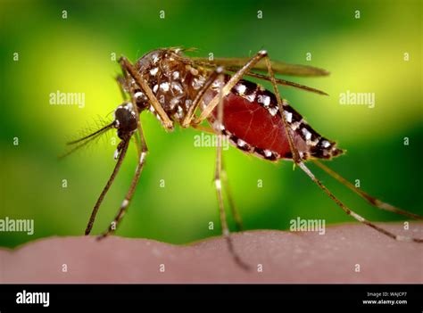 This Photograph Depicts A Female Aedes Aegypti Mosquito As She Was In