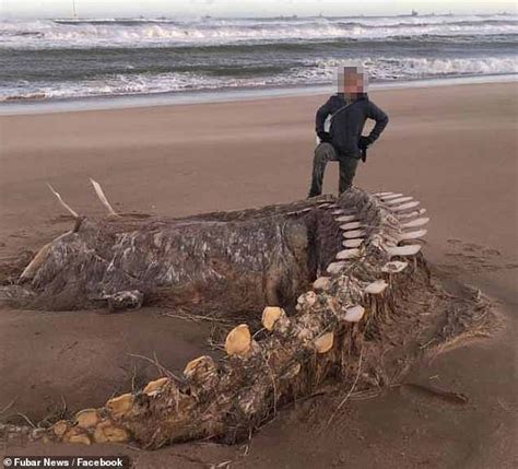 Skeleton Of Mysterious Sea Monster Washed Up On Scottish Beach Leaves