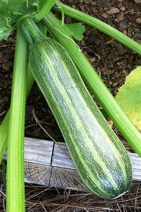 Zucchini is eaten boiled, roasted and fried and is a key ingredient in many favorite summer food recipes such as pumpkin pie, briam and stuffing. How to Grow and Harvest Zucchini | HGTV