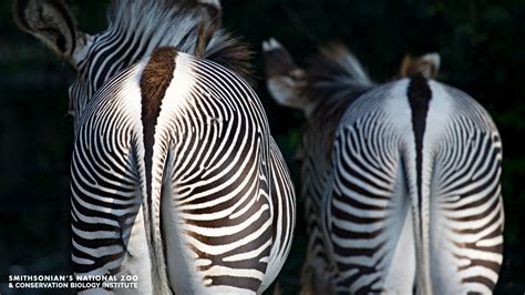 Free Zoom Backgrounds Smithsonians National Zoo