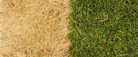 It could be due to improper lawn maintenance such as applying too much fertilizer and not providing enough water. Quick Lawn Repair