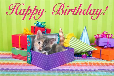 Calico Kitten In Birthday Boxes Stock Image Image Of Feline Stripes