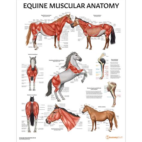 Equine Anatomy 3 Poster Collection Horse Organs Bone Muscles Chart