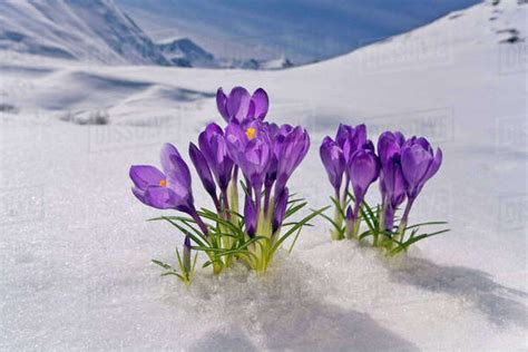 Crocus Flower Peeking Up Through The Snow Spring Southcentral Alaska