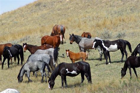 Fertility Control Produces Potential For Feral Horse Management In Park