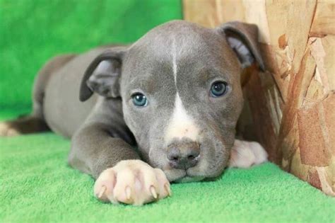 Blue Nose Pitbull Puppy Beautiful Creatures Pinterest Pitbull