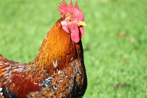 rooster head shot - Farminence