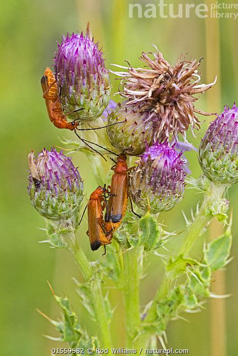 Stock Photo Of Common Red Soldier Beetles Rhagonycha Fulva On
