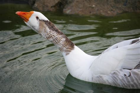 Funny Goose Free Photo Download Freeimages
