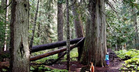 Whistlers Ancient Cedars Hike Old Trees New Trail The Whistler Insider
