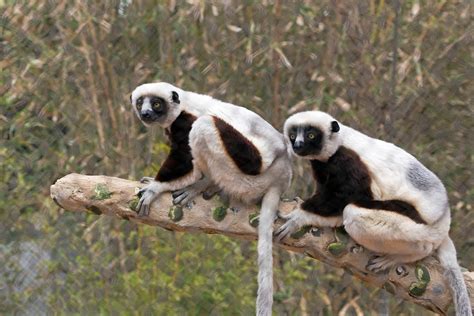 Leaping Lemurs Red Tricycle