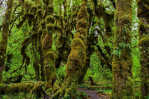 Hoh Rain Forest and Rialto Beach Guided Hiking Tour - Olympic Hiking Co.