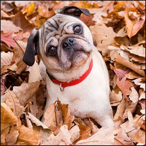 Fall Is Just Around The Corner Heres A Little Autumn Pug Love To Get