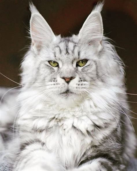 Pin On Maine Coon Cats Facts