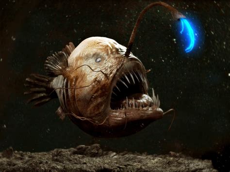 Anglerfish Fishes World Hd Images And Free Photos
