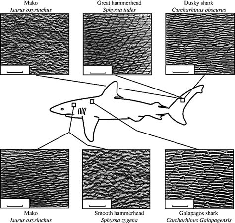 1 Shark Skin Source Download Scientific Diagram