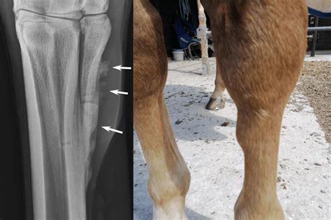 Horse Front Leg Bones