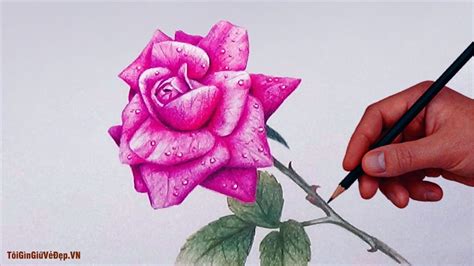 Cách Vẽ Hoa Hồng đẹp đơn Giản Nhất Dành Cho Mọi Người Trung Tâm Đào