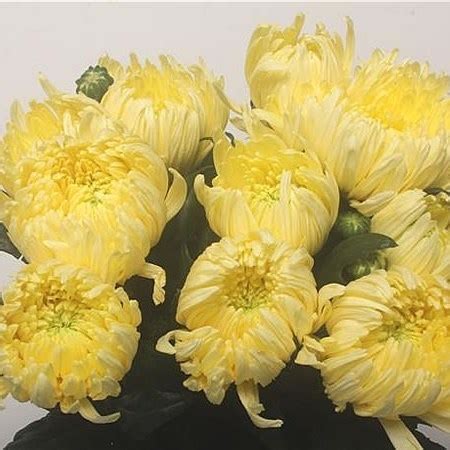 Chrysant Sgl Magnum Yellow Cm Gm Wholesale Dutch Flowers