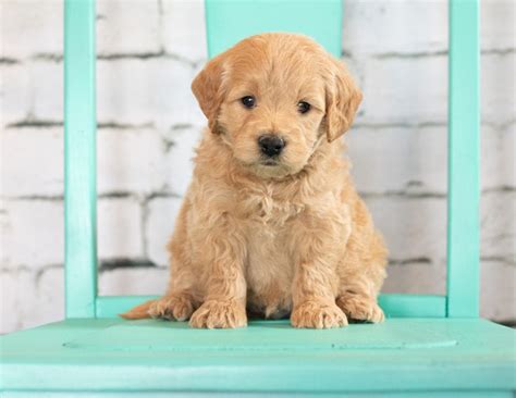 Our goldendoodles are our fur babies! Goldendoodle Puppies Available Now | Mini Goldendoodles ...