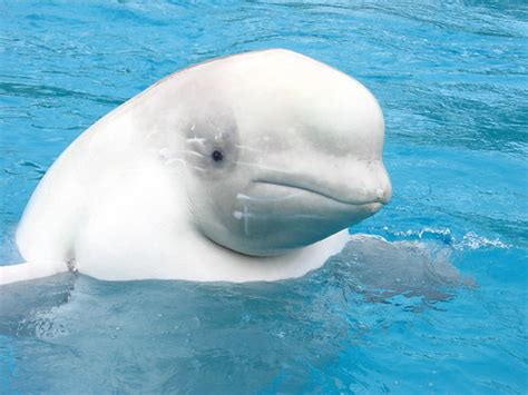 Beluga Whales Wildlife In Photography On Forums