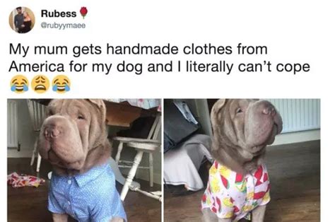 50 Tweets Youre Gonna Love If You Have A Dog Or Know A Dog Funny