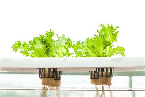 Simple Hydroponic Plans Diy For Homegarden Grow Food Guide