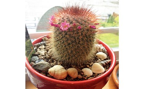 How to care for a cactus. Feeling unlucky? These plants can help you - Times of India