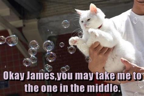 How Cats Play With Bubbles I Can Has Cheezburger Funny Cats Cat