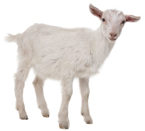 A Goat Isolated On A White Background Texas Aandm Veterinary Medical