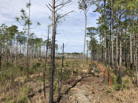 Us 70 Havelock Bypass Project Protects Sensitive Longleaf