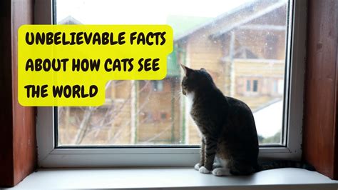Unbelievable Facts About How Cats See The World Youtube