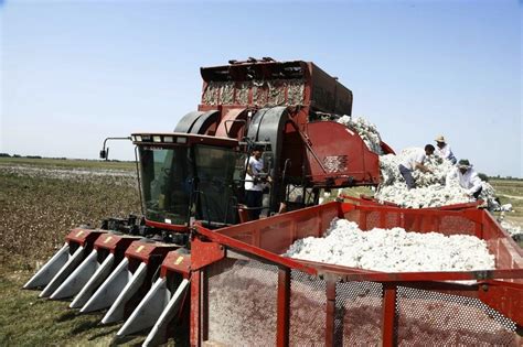 Cotton Harvest Reaches 200000 Tons This Year