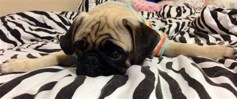 Mrs Meggins Really Cute Puppy Dog Pictures Blog Videos Stories Pug