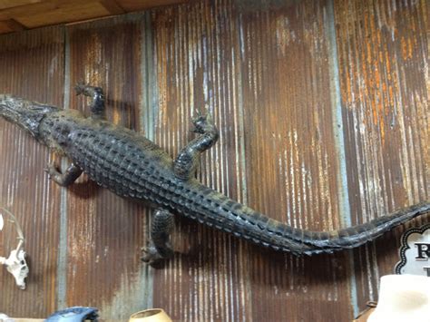 12 Ft Alligator Mount Yee Haw Ranch Outfitters