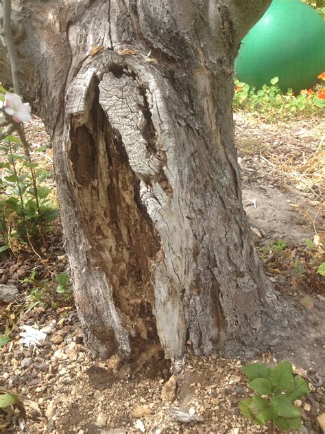 Prognosis for severely decaying apple tree trunk ...