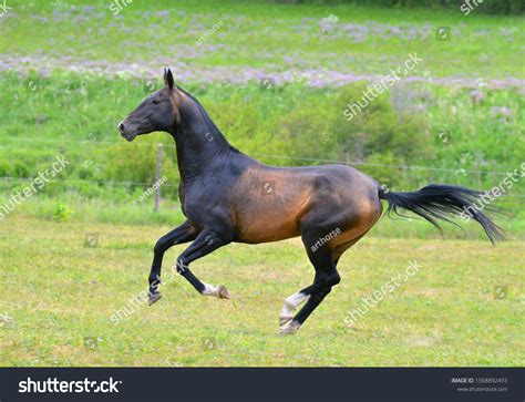 Bay Akhal Teke Breed Stallion Runs Stock Photo 1568892493 Shutterstock