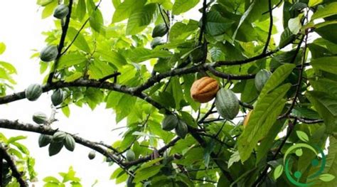 Dove Si Coltiva Il Cacao Archivi Un Mondo Ecosostenibile